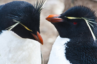 Rockhopper Penguins  ,  Jason Steeple