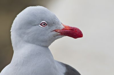 Dolphin Gull