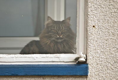 Cat in Port Stanley