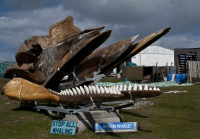 Whale bones