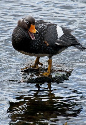 Falkland Flightless Steamerduck