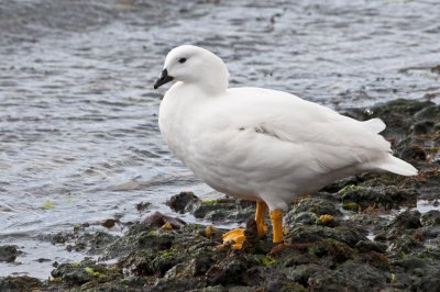  Greater Kelp Goose - female