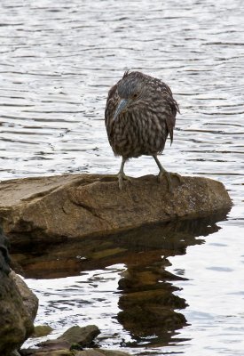 Striated Heron