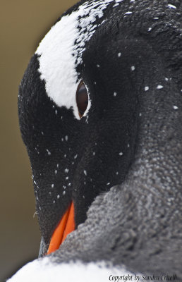 Gentoo  Penguin, Prion Island