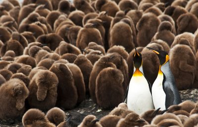 King Penguins , Right  Whale Bay