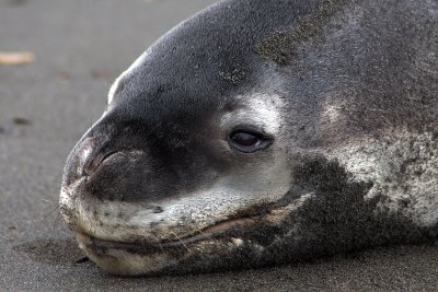 Leopard Seal , St`. Andrews Bay