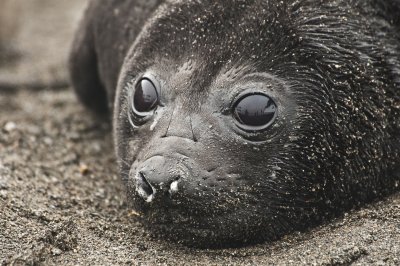 Elephant Seal pup