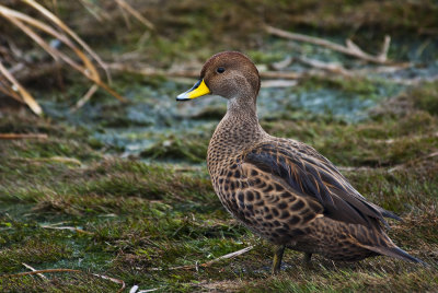 South Georgia Pintail Duck