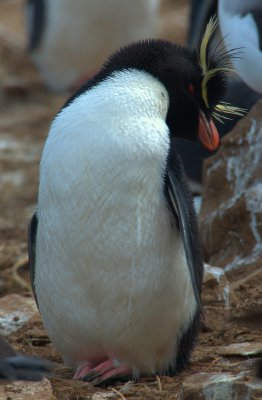 Rockhopper Penguin