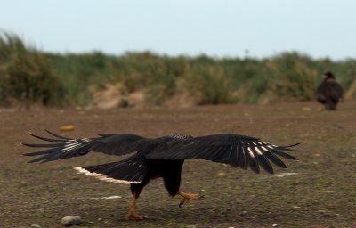 Striated Caracara , Steeple Jason Island