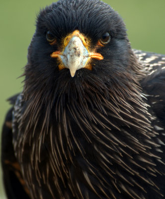 Striated Caracara  Steeple Jason island