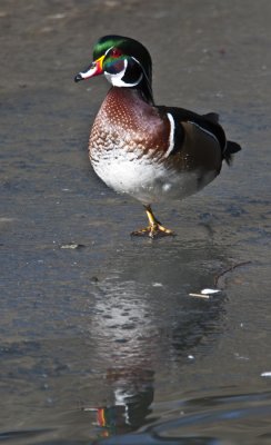 Wood Duck