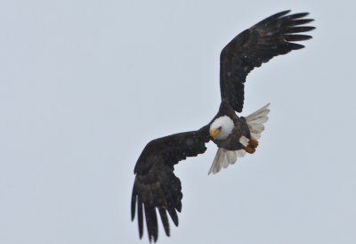 Bald Eagle