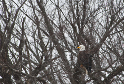 Bald Eagle