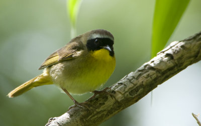 Common Yellow Troat Warbler , male