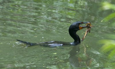 Fishing Brown Bullhead Catfish