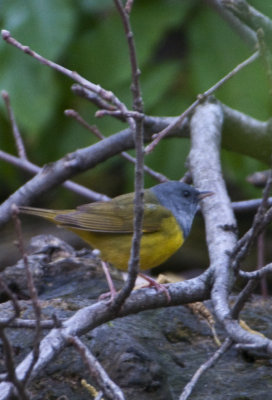 Mourning Warbler 1.jpg