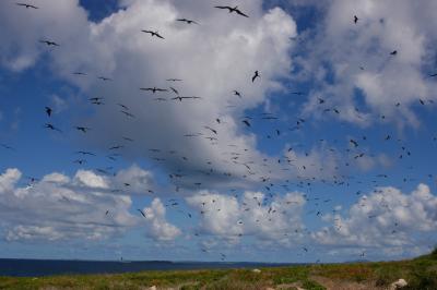 Fregate birds flying