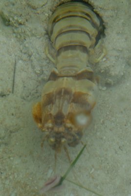Manta Shrimp
