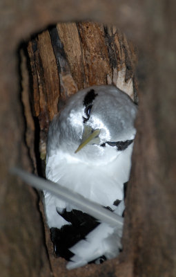  White Tailed Tropicbird  ,nest ( Phaethon lepturus )