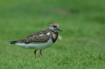 Ruddy Turnstone ( Arenaria interpres )