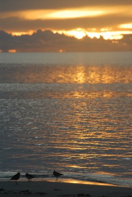 Sunrise at Carp Island