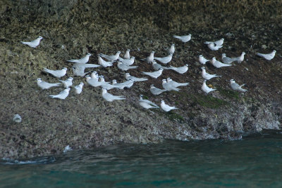   Black-Naped Terns