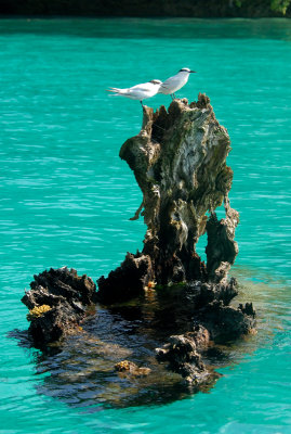   Black-Naped Terns