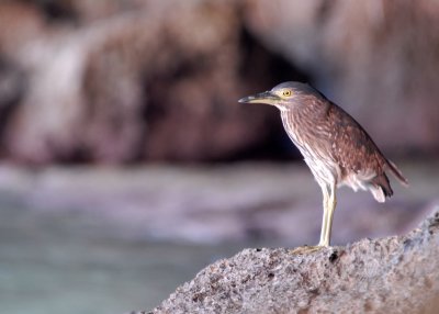 Rufous Night Heron ( Nycticorax caledonicus)