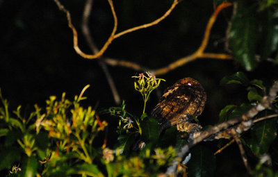  Palau Owl ( Pyrroglaux podargina)