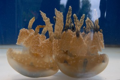  Jellyfish ( Palau Aquarium )