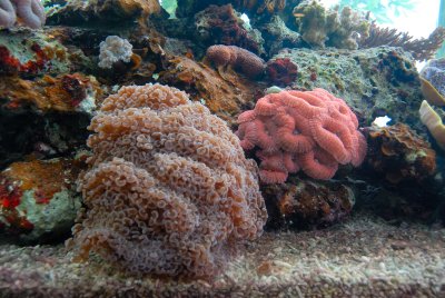 Coral ( Palau Aquarium )