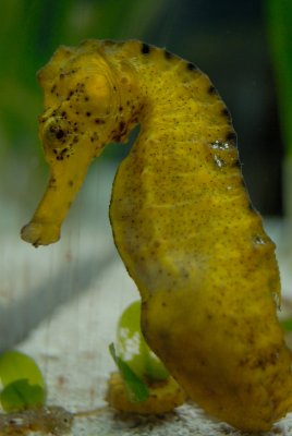 Seahourse ( Palau Aquarium )