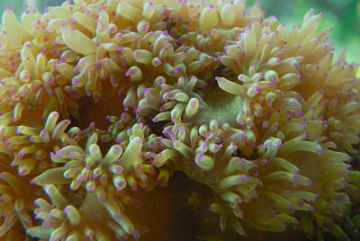 Coral ( Palau Aquarium )