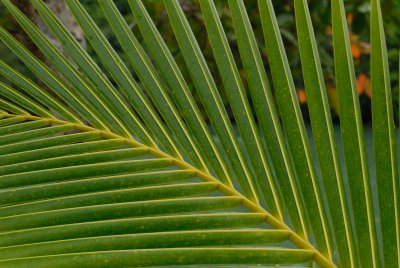 Palm
