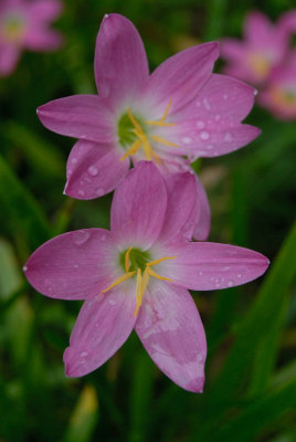 DSC_05050001.JPG