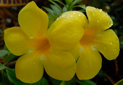 DSC_05110001.JPG