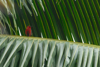  Cardinal Honeyeater ( Myzomela Cardinalis )