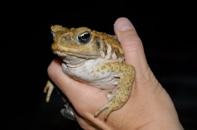 Toad at the PPR