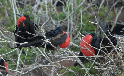 Magnificent  Frigate birds.  Darwin Bay. Genovesa