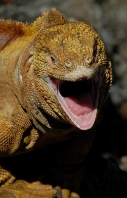 galapagos_islands__2008