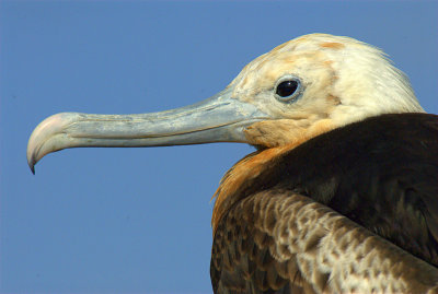 Great Frigate bird, juvenile. Darwin Bay. Genovesa