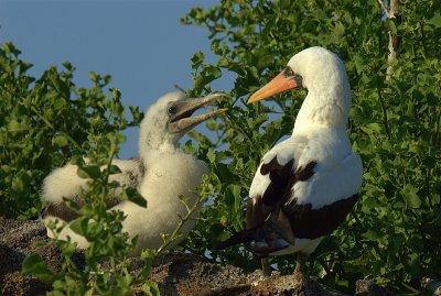 Nazca Booby with chick. Darwin bay. Genovesa