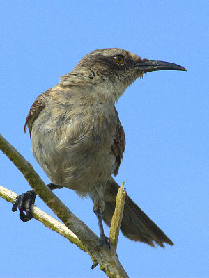 Mockingbird. Darwin Bay . Genovesa
