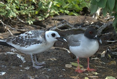 Swallow Tailed Gull with  chick. Darwin Bay .Genovesa