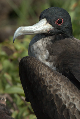 Great Frigate bird. Darwin Bay .Genovesa