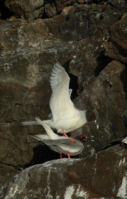 Swallow Tailed Gull, mating .Genovesa