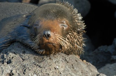 Galapagos Fur Seal .Genovesa.