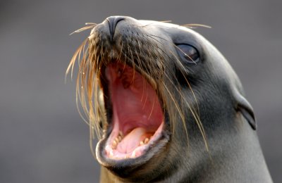 Galapagos Sea Lion, Punta Espinosa.Fernandina