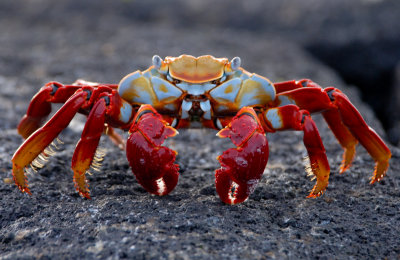 Sally Lightfoot Crab, Punta Espinosa. Fernandina